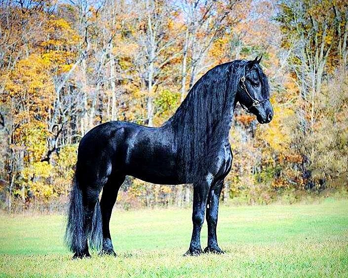 KFPS Approved Friesian Stallion ~ Wybren 464